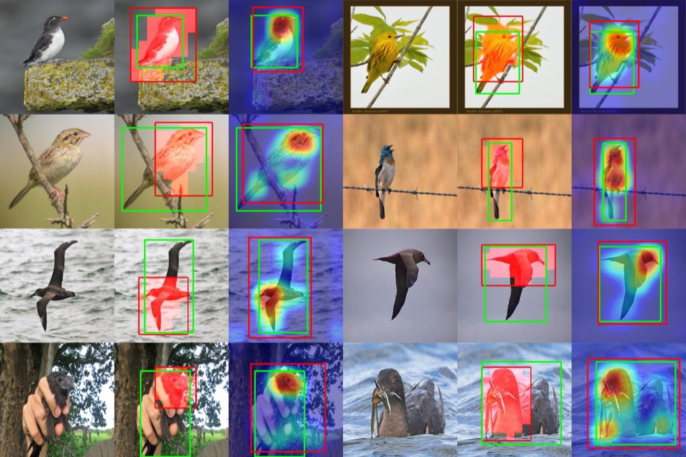 Bird images with predicted localization boxes and activation maps.